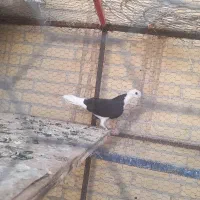 کبوتر معاوضه با عروس .کوتوله