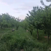 فروش-باغ-در-قطعات-کوچیک