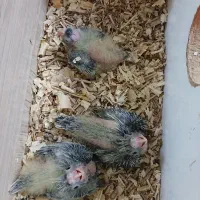 طوطی عروس هلندی سرلاکی