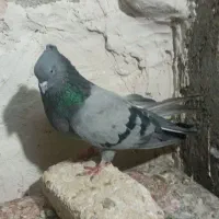 کبوتر