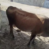 گاو|حیوانات مزرعه|قشم, |دیوار