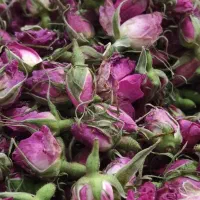 غنچه گل محمدی
