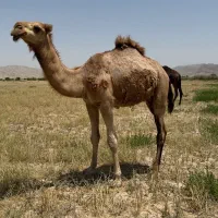 شتر نر