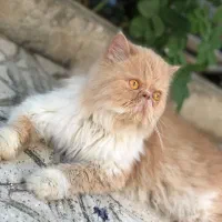 گربه پرشین طلایی