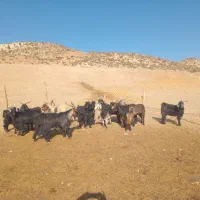 بز چپش پازن