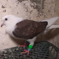 کبوتر
