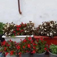 گل طبیعی بسیار زیبا گلدانی ۱۵۰