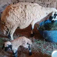 میش بره ماده معاوضه باچاق