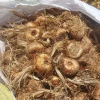خرید و فروش پیاز زعفران