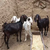 چهار راس بز دورگ آبستن