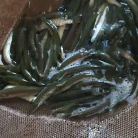 فروش بچه اردک ماهی .چکاب