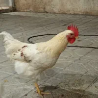 خروس و مرغ