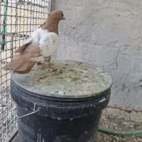 نر سینه زرد درجه یک