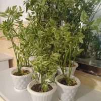 گل پیدلانتوس طبیعی