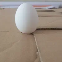 تخم مرغ زدره طلا