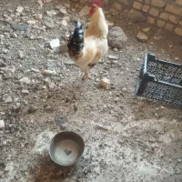 خروس محلی اصل