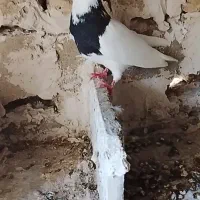 کبوتر طوقی