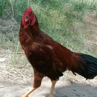 خروس لاری قیمت سه میلیون