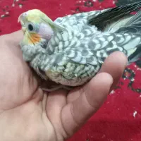 عروس هلندی گلباقالی