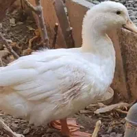 فروش اردک