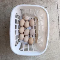 فروش تخم لاری  وجوجه لاری