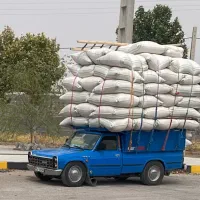 کاه گندم نرم سر خوشه