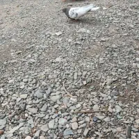 کبوتر