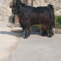 بعده توخمیی روزگاری