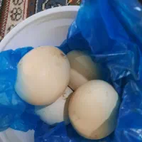 تخم طاوس نطفه دار