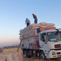 کاه گندم دیم
