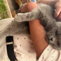 گربه اسکاتیش بلو  نر