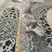 کبوتر|پرنده|اصفهان, حصه جنوبی|دیوار
