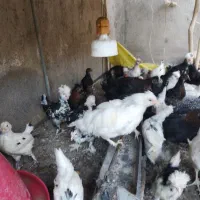 مرغ وخروس