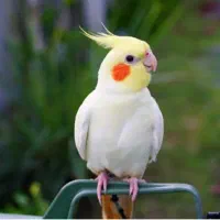 گمشده