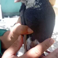پلنگ نر