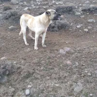 واگذاری سگ سرابی گله ای درشت