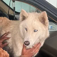 واگذاری سگ هاسکی ماده