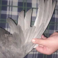 ماده سنجابی پر