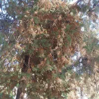 سهره