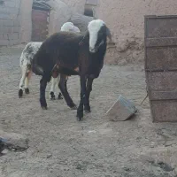 بره قرمز