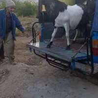 بزپاکستانی