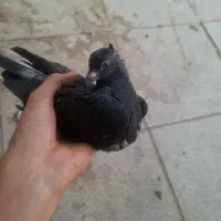 جوجه کلاغ کلاهی گوهک