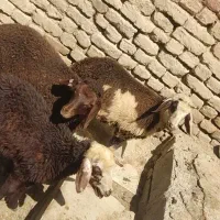 بره شیری بره نر بره پرواری