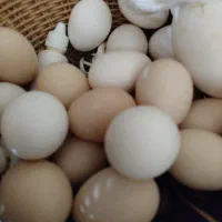 فروش تخم مرغ محلی نطفه‌دار(نژاد ) عکس ببین