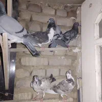 ۱۰ کفتر جوونه فروشی