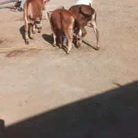 گاو و گوساله