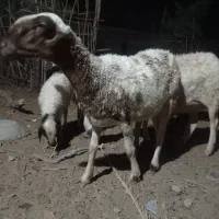 میش زیل کرجی بافق