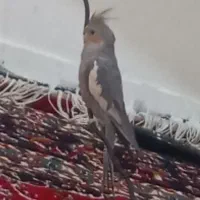 گم شده عروس هلندی سه راه رودکی