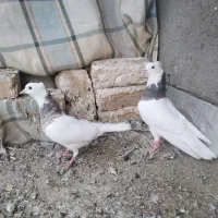 کفتر، کبوتر