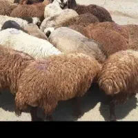 50/50گوشتی زنده